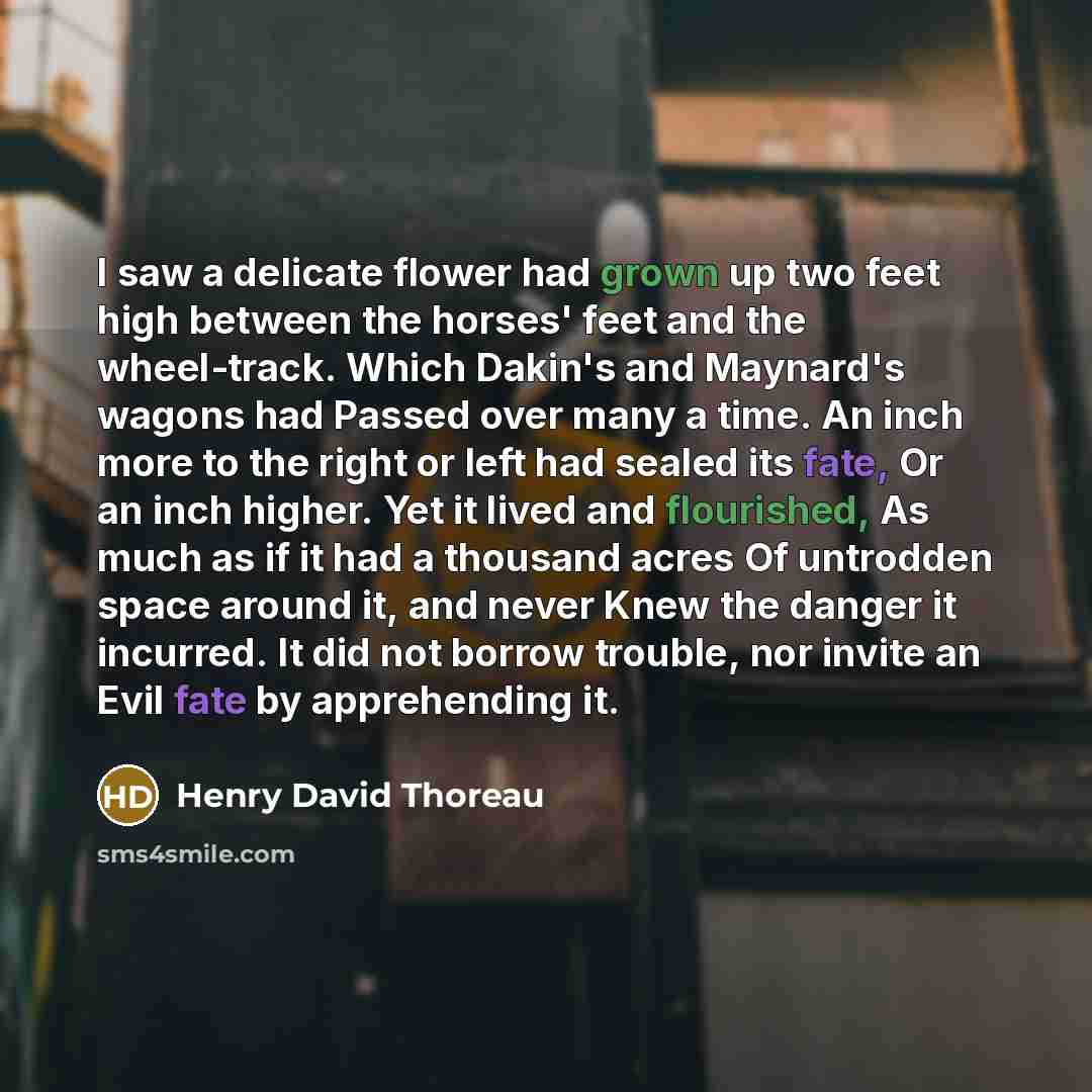 “I saw a delicate flower had grown up two feet high between the horses' feet and the wheel-track. Which Dakin's and Maynard's wagons had Passed over many a time. An inch more to the right or left had sealed its fate, Or an inch higher. Yet it lived and flourished, As much as if it had a thousand…” quote by Henry David Thoreau