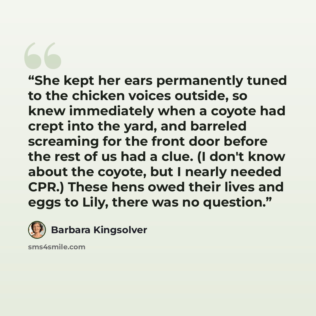 “She kept her ears permanently tuned to the chicken voices outside, so knew immediately when a coyote had crept into the yard, and barreled screaming for the front door before the rest of us had a clue. (I don't know about the coyote, but I nearly needed CPR.) These hens owed their lives and eggs…” quote by Barbara Kingsolver