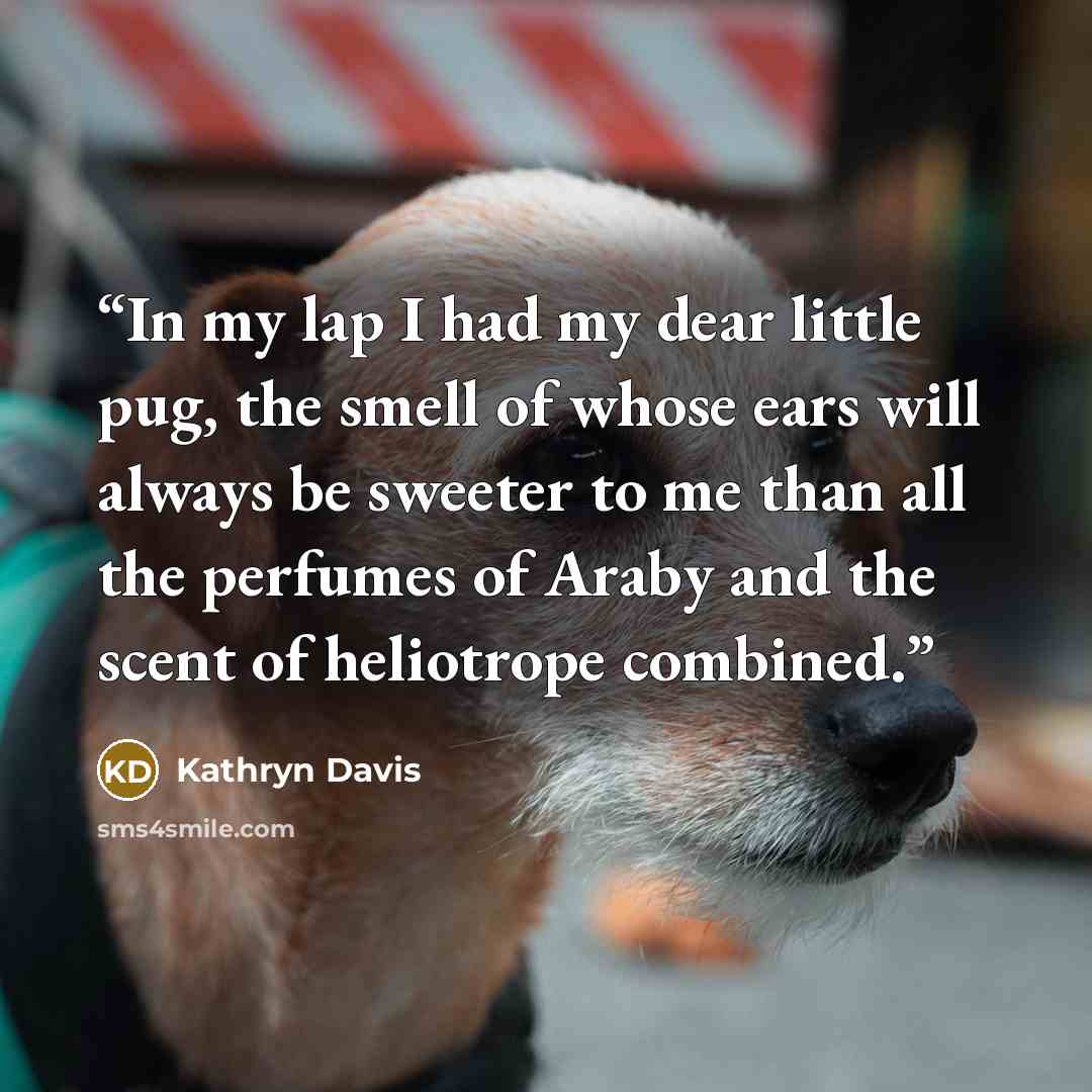 “In my lap I had my dear little pug, the smell of whose ears will always be sweeter to me than all the perfumes of Araby and the scent of heliotrope combined.” quote by Kathryn Davis