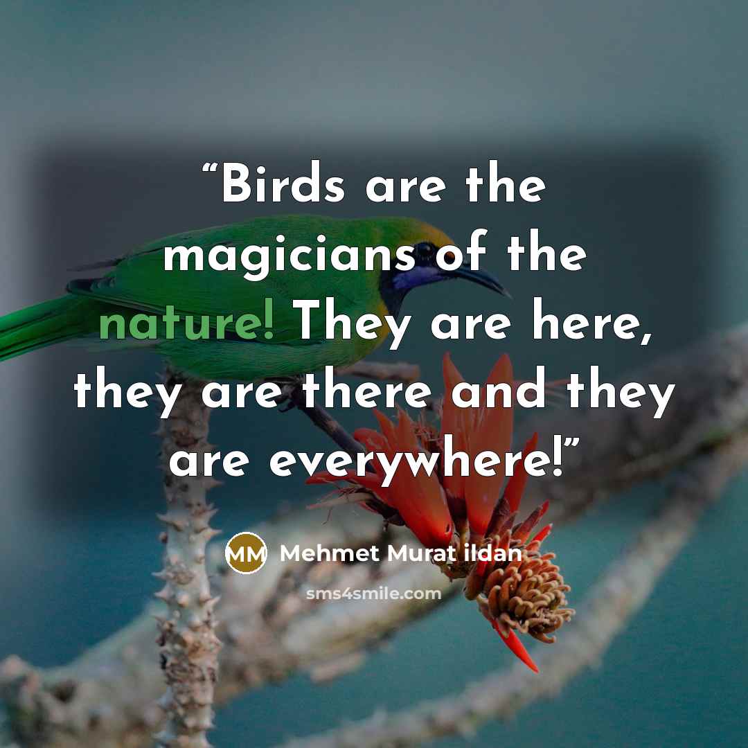 “Birds are the magicians of the nature! They are here, they are there and they are everywhere!” quote by Mehmet Murat ildan
