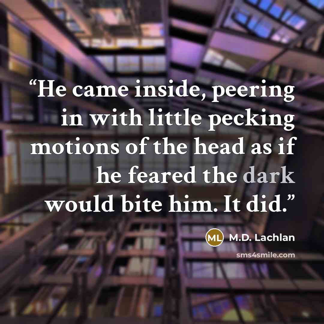“He came inside, peering in with little pecking motions of the head as if he feared the dark would bite him. It did.” quote by M.D. Lachlan