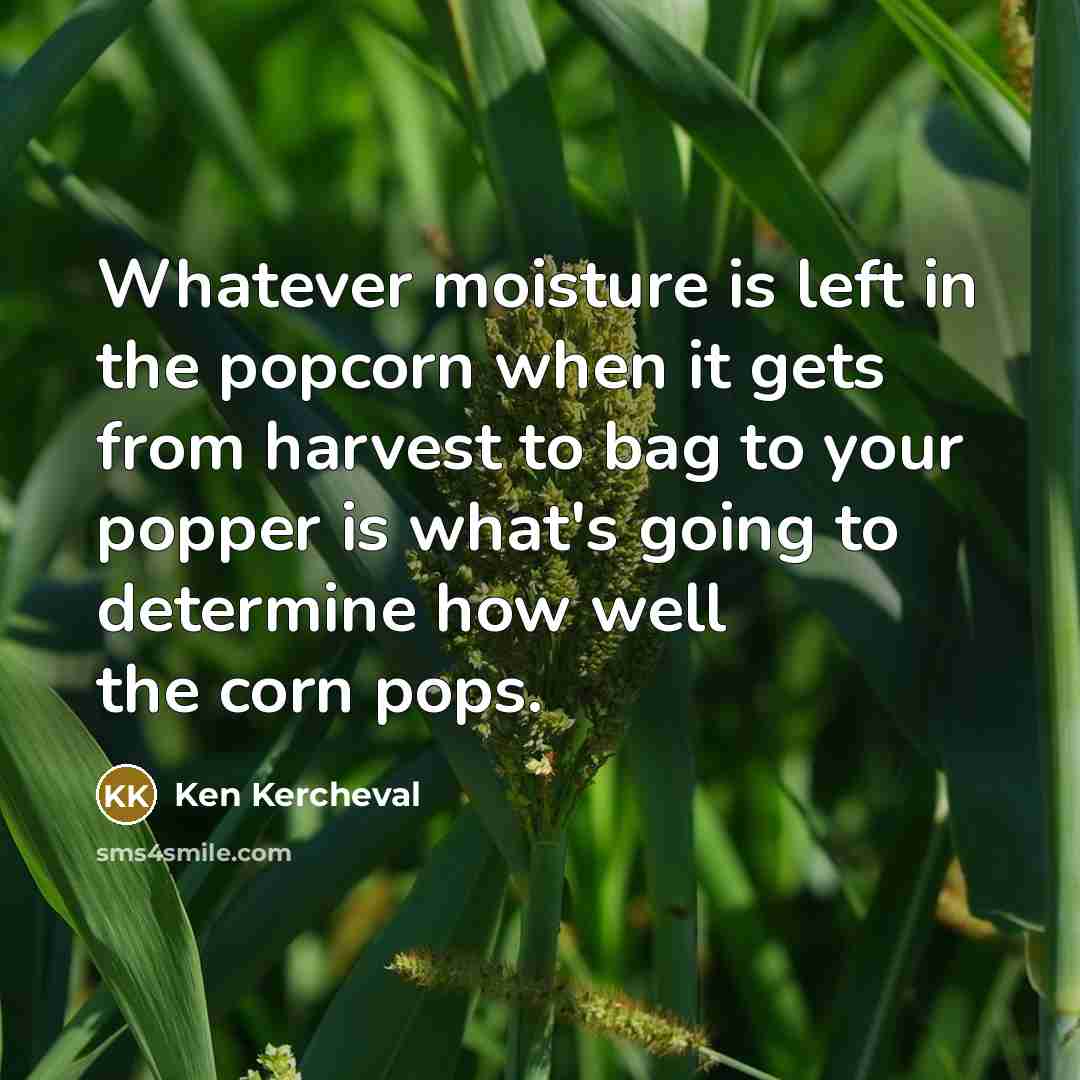 “Whatever moisture is left in the popcorn when it gets from harvest to bag to your popper is what's going to determine how well the corn pops.” quote by Ken Kercheval