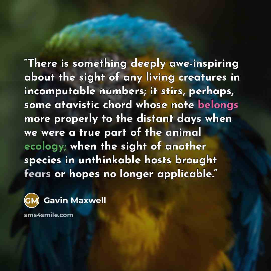 “There is something deeply awe-inspiring about the sight of any living creatures in incomputable numbers; it stirs, perhaps, some atavistic chord whose note belongs more properly to the distant days when we were a true part of the animal ecology; when the sight of another species in unthinkable…” quote by Gavin Maxwell