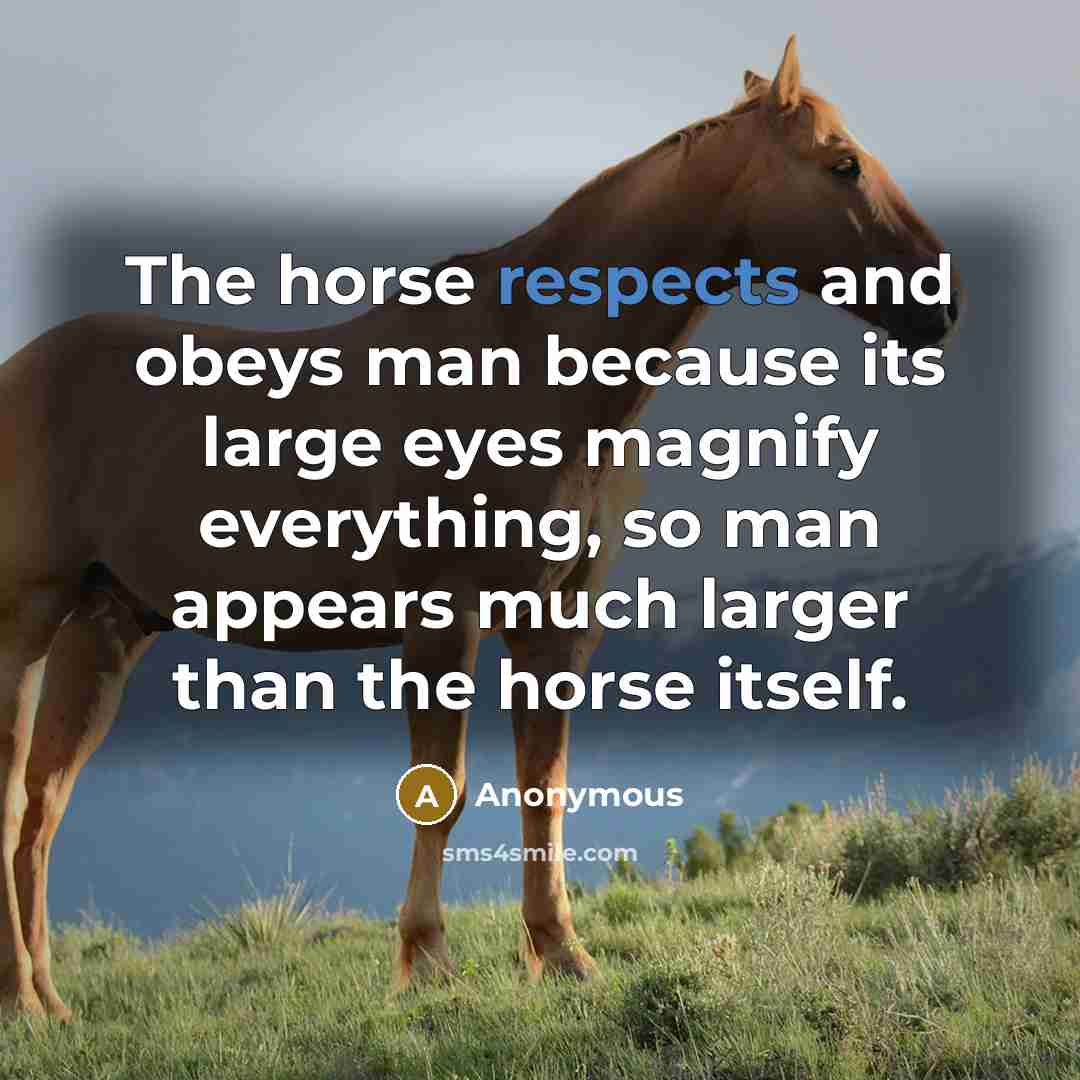 “The horse respects and obeys man because its large eyes magnify everything, so man appears much larger than the horse itself.” quote by Anonymous