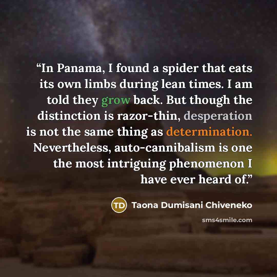 “In Panama, I found a spider that eats its own limbs during lean times. I am told they grow back. But though the distinction is razor-thin, desperation is not the same thing as determination. Nevertheless, auto-cannibalism is one the most intriguing phenomenon I have ever heard of.” quote by Taona Dumisani Chiveneko