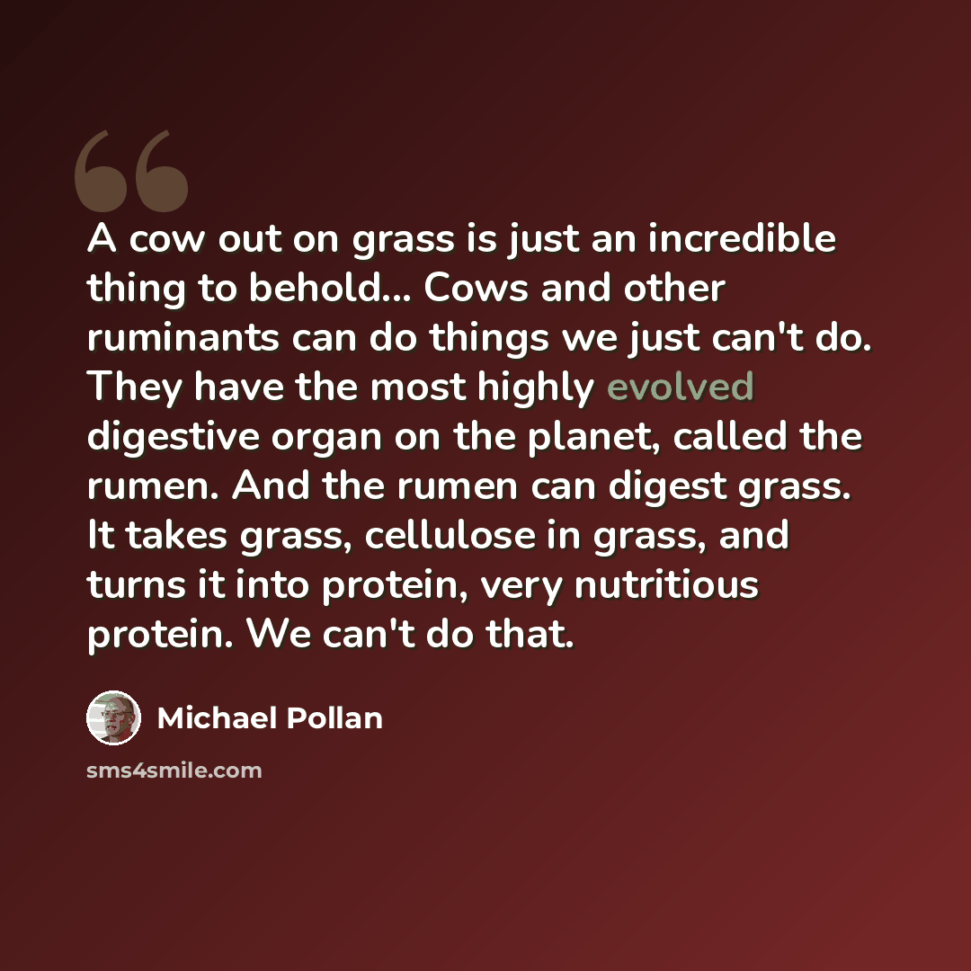 “A cow out on grass is just an incredible thing to behold... Cows and other ruminants can do things we just can't do. They have the most highly evolved digestive organ on the planet, called the rumen. And the rumen can digest grass. It takes grass, cellulose in grass, and turns it into protein…” quote by Michael Pollan
