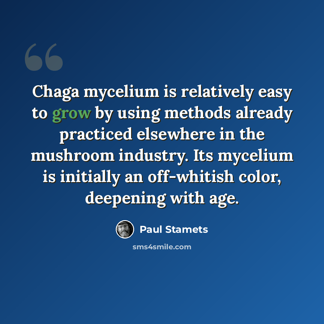 “Chaga mycelium is relatively easy to grow by using methods already practiced elsewhere in the mushroom industry. Its mycelium is initially an off-whitish color, deepening with age.” quote by Paul Stamets