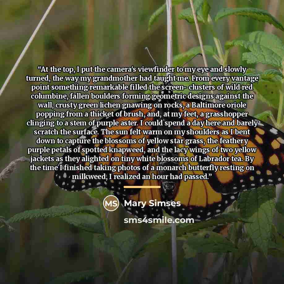 “At the top, I put the camera's viewfinder to my eye and slowly turned, the way my grandmother had taught me. From every vantage point something remarkable filled the screen- clusters of wild red columbine, fallen boulders forming geometric designs against the wall, crusty green lichen gnawing on…” quote by Mary Simses