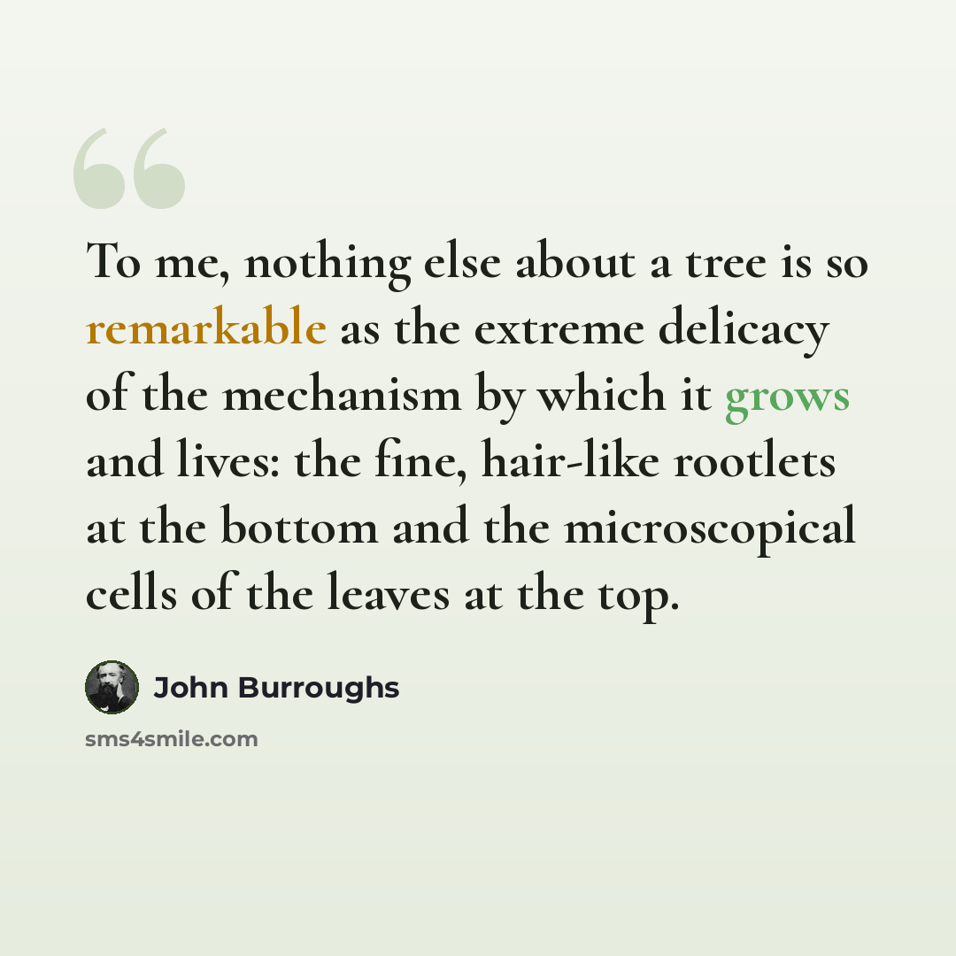 “To me, nothing else about a tree is so remarkable as the extreme delicacy of the mechanism by which it grows and lives: the fine, hair-like rootlets at the bottom and the microscopical cells of the leaves at the top.” quote by John Burroughs