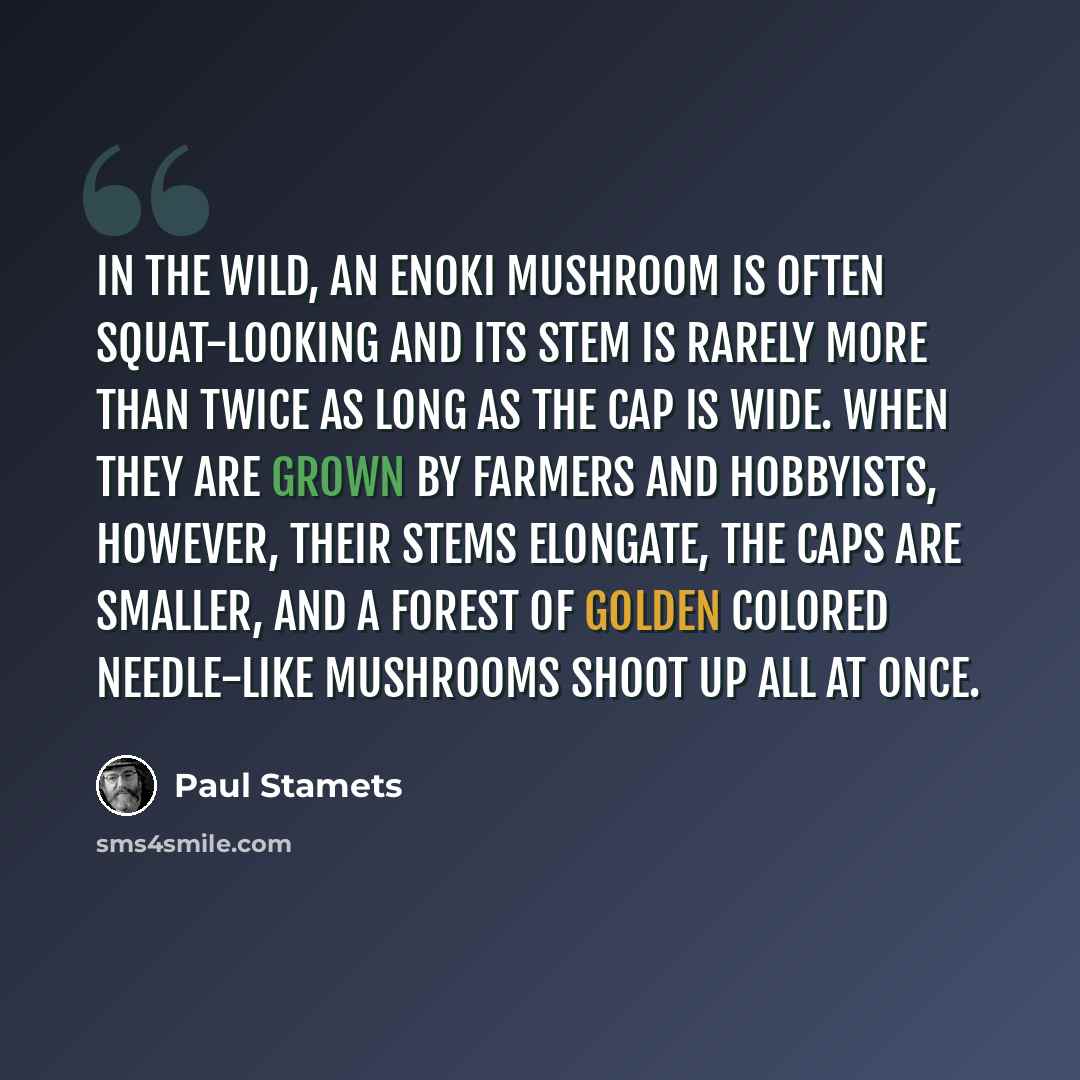 “In the wild, an enoki mushroom is often squat-looking and its stem is rarely more than twice as long as the cap is wide. When they are grown by farmers and hobbyists, however, their stems elongate, the caps are smaller, and a forest of golden colored needle-like mushrooms shoot up all at once.” quote by Paul Stamets