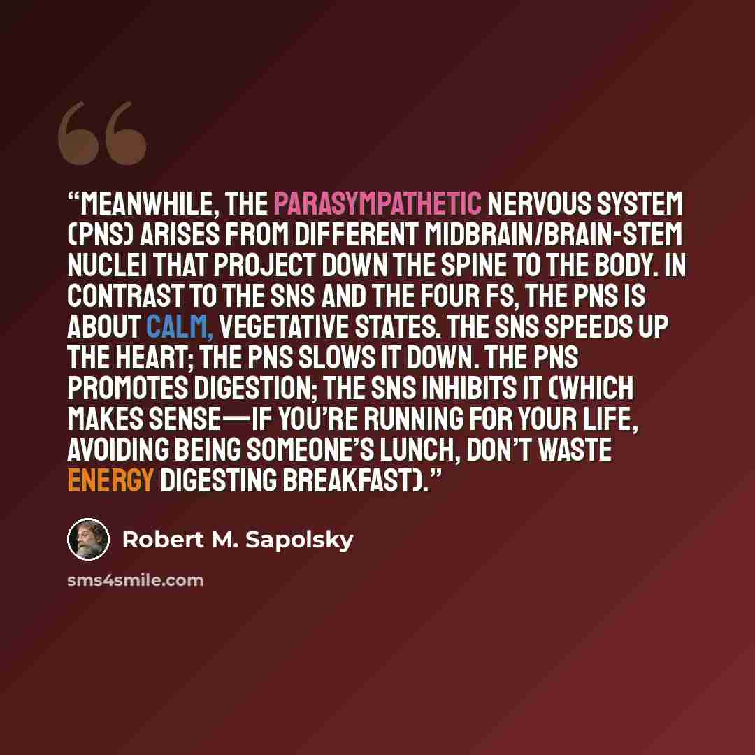 “Meanwhile, the parasympathetic nervous system (PNS) arises from different midbrain/brain-stem nuclei that project down the spine to the body. In contrast to the SNS and the four Fs, the PNS is about calm, vegetative states. The SNS speeds up the heart; the PNS slows it down. The PNS promotes…” quote by Robert M. Sapolsky
