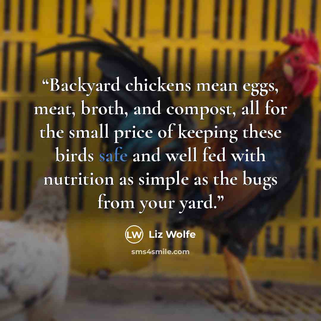 “Backyard chickens mean eggs, meat, broth, and compost, all for the small price of keeping these birds safe and well fed with nutrition as simple as the bugs from your yard.” quote by Liz Wolfe