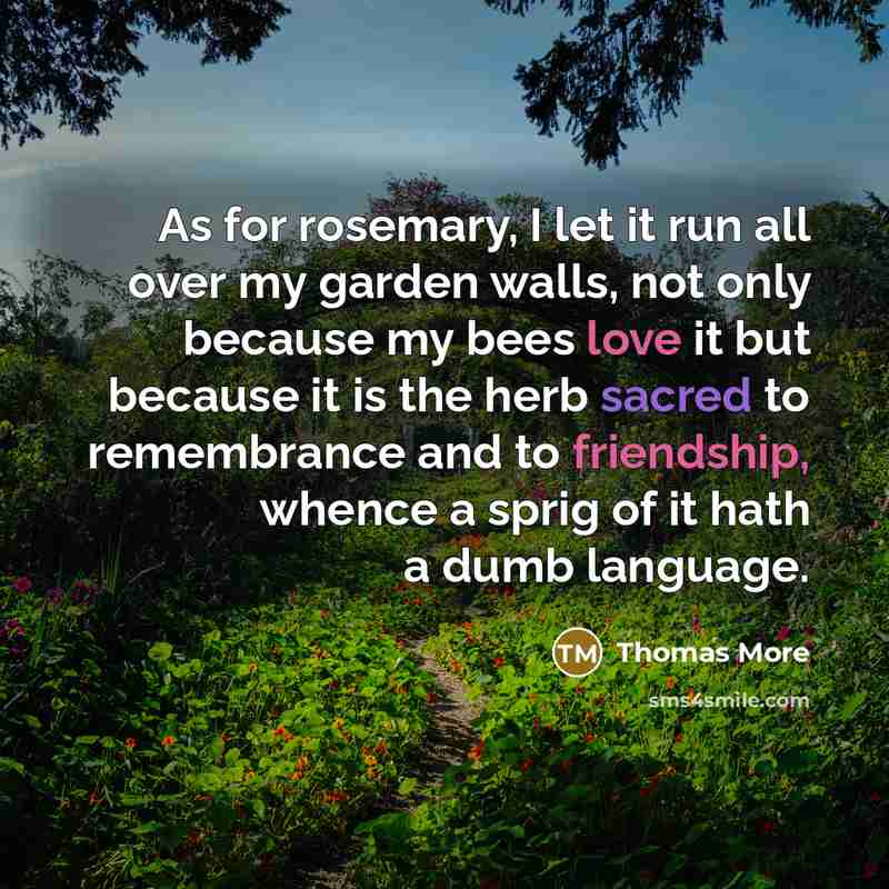 “As for rosemary, I let it run all over my garden walls, not only because my bees love it but because it is the herb sacred to remembrance and to friendship, whence a sprig of it hath a dumb language.” quote by Thomas More