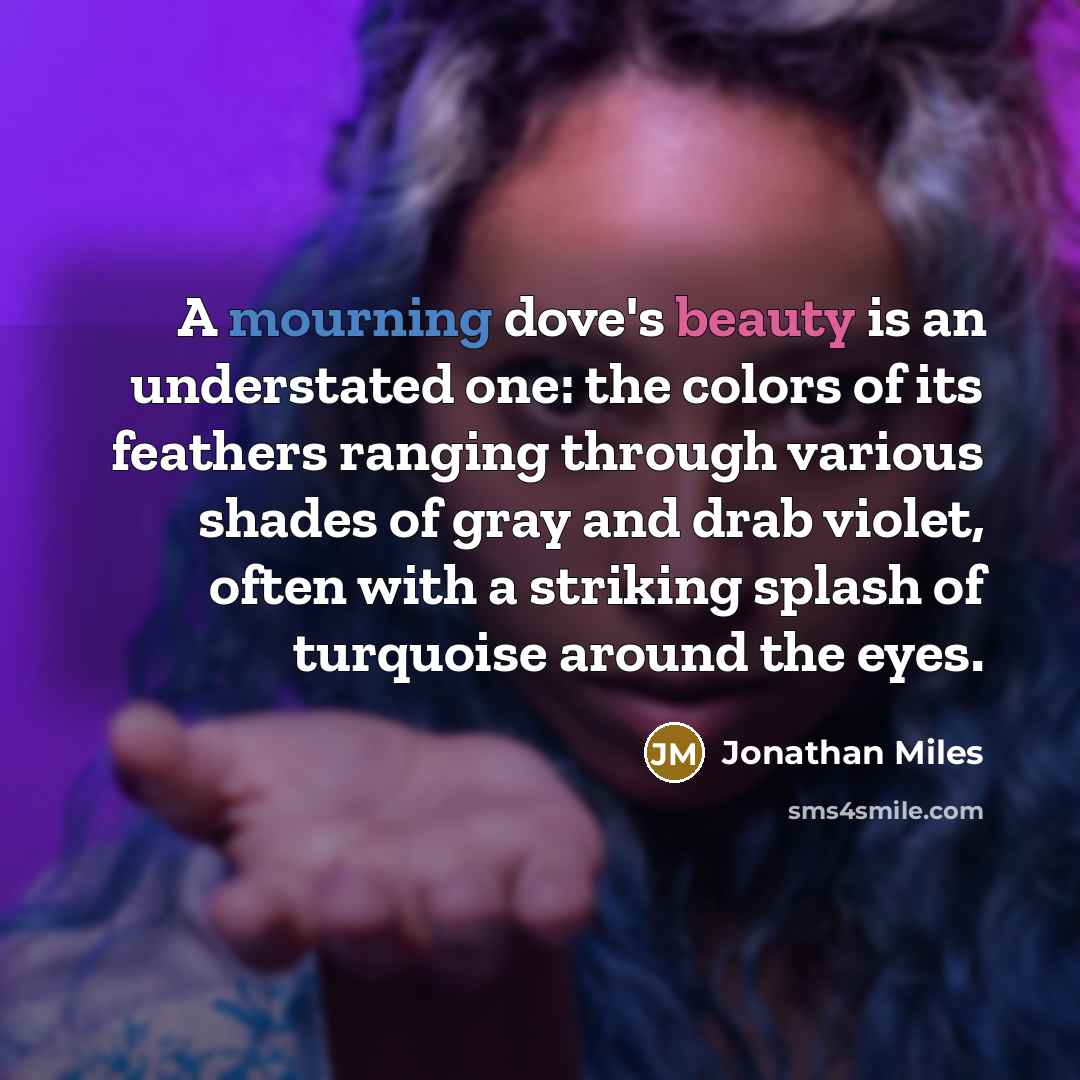 “A mourning dove's beauty is an understated one: the colors of its feathers ranging through various shades of gray and drab violet, often with a striking splash of turquoise around the eyes.” quote by Jonathan Miles
