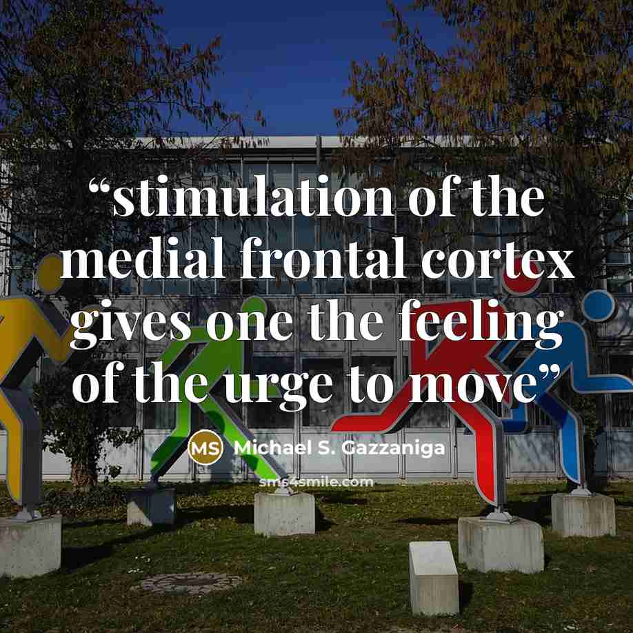“stimulation of the medial frontal cortex gives one the feeling of the urge to move” quote by Michael S. Gazzaniga