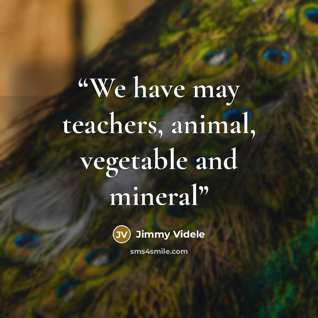 “We have may teachers, animal, vegetable and mineral” quote by Jimmy Videle