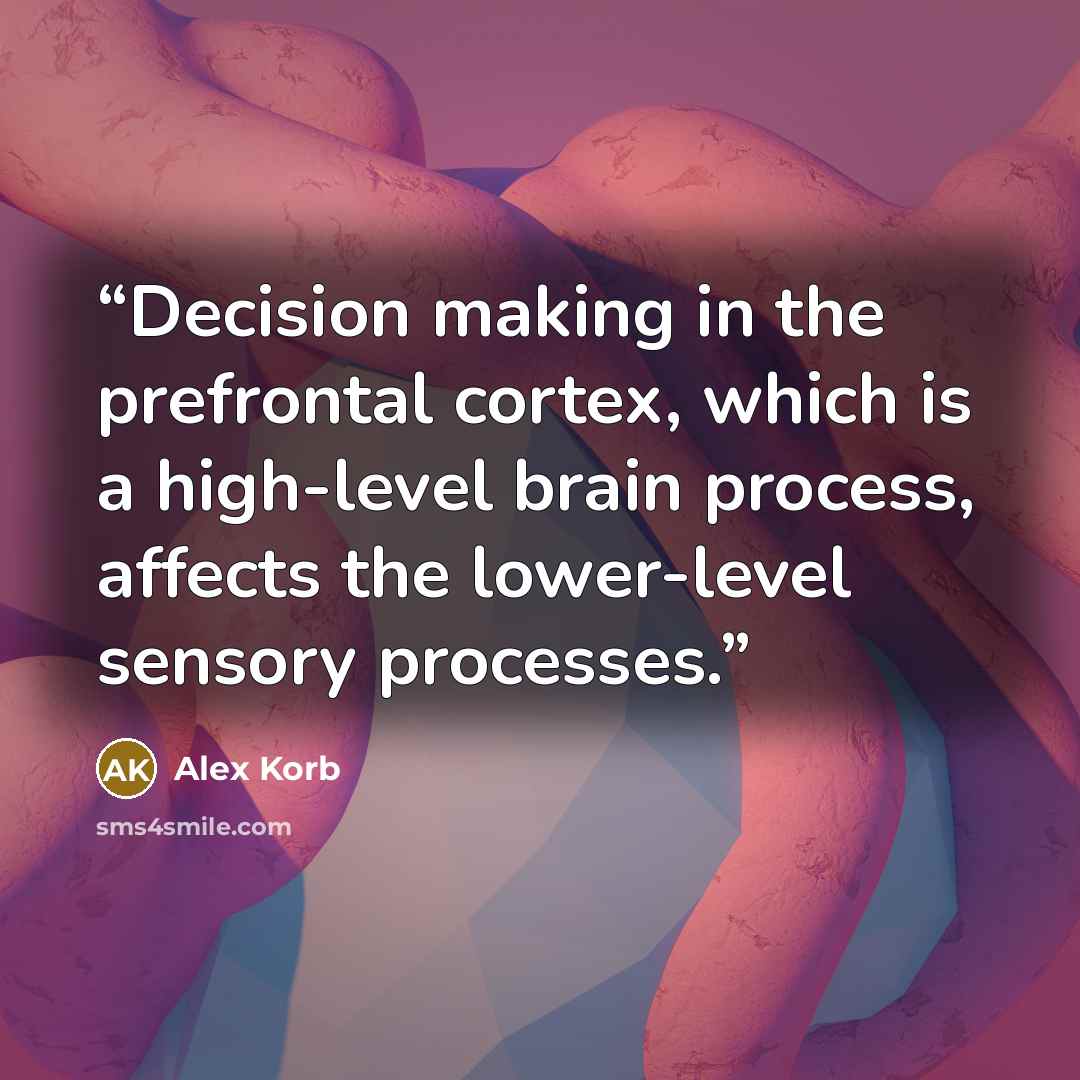 “Decision making in the prefrontal cortex, which is a high-level brain process, affects the lower-level sensory processes.” quote by Alex Korb