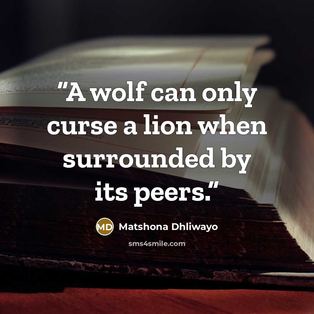 “A wolf can only curse a lion when surrounded by its peers.” quote by Matshona Dhliwayo