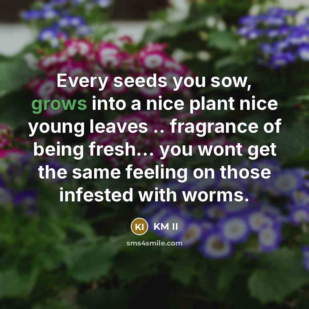 “Every seeds you sow, grows into a nice plant nice young leaves .. fragrance of being fresh... you wont get the same feeling on those infested with worms.” quote by KM II