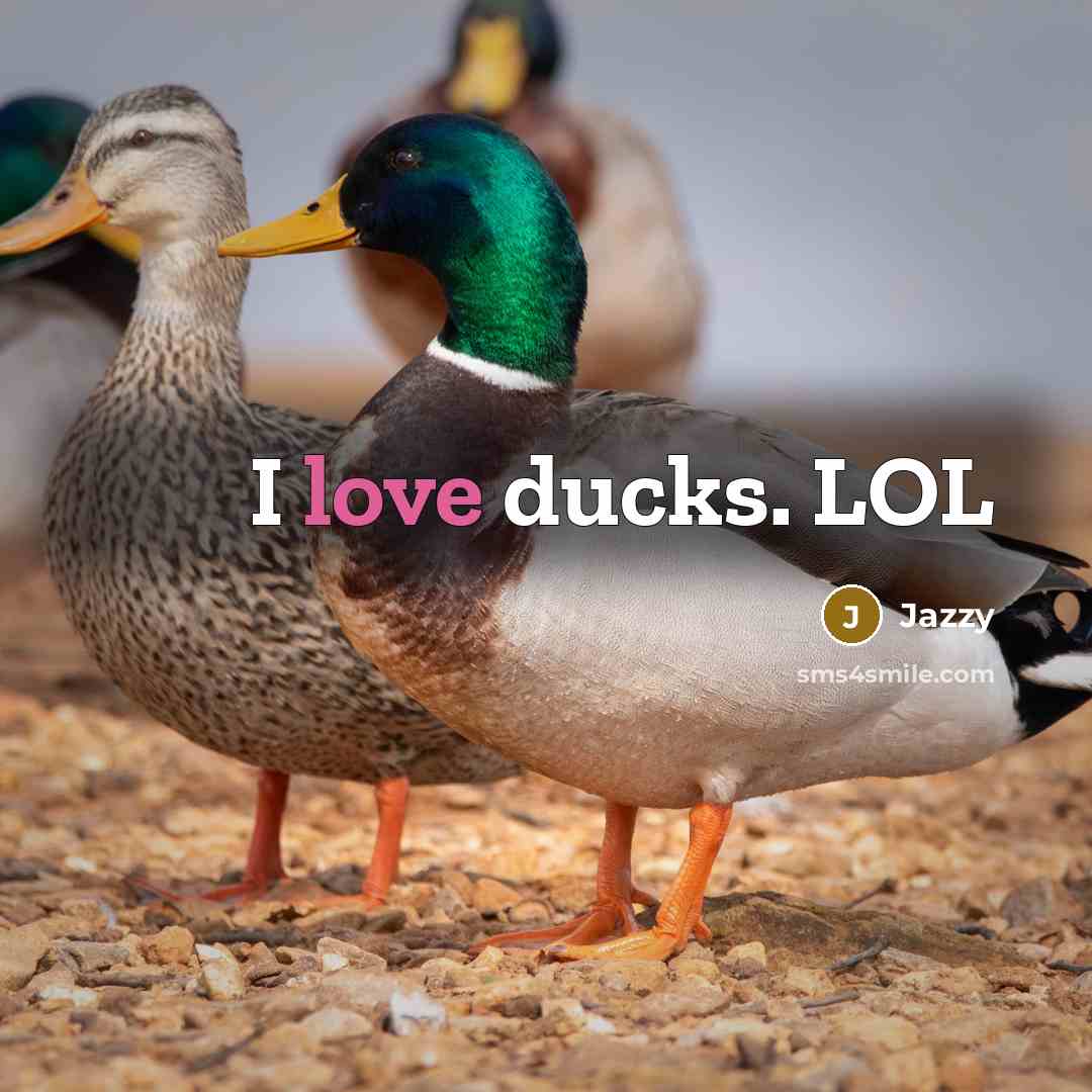 “I love ducks. LOL” quote by Jazzy