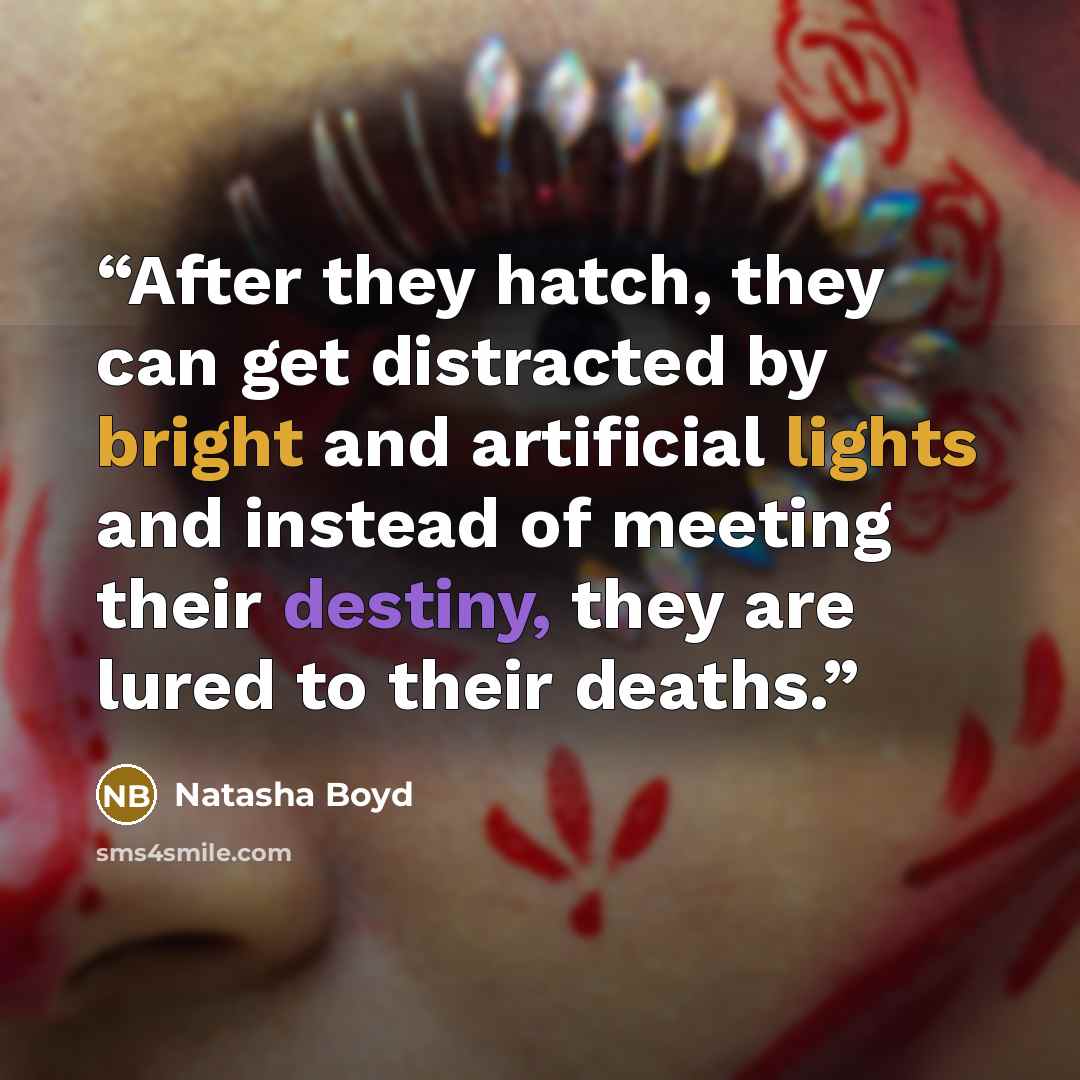 “After they hatch, they can get distracted by bright and artificial lights and instead of meeting their destiny, they are lured to their deaths.” quote by Natasha Boyd