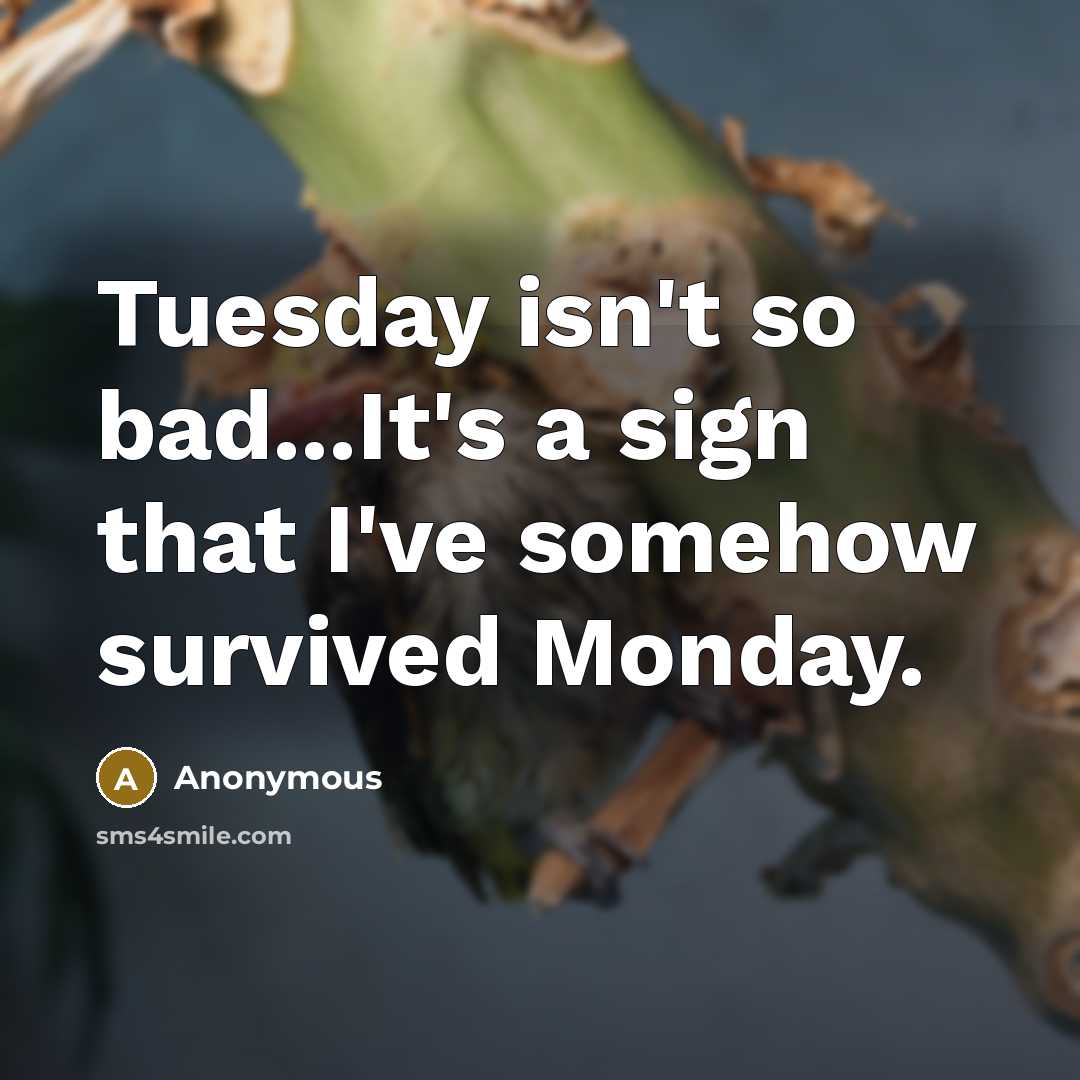 “Tuesday isn't so bad...It's a sign that I've somehow survived Monday.” quote by Anonymous
