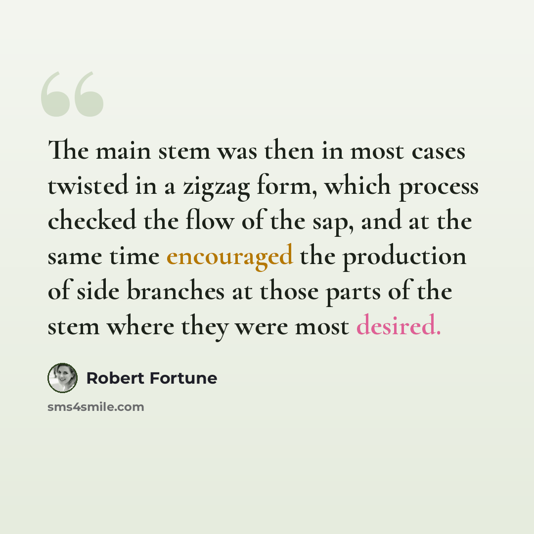 “The main stem was then in most cases twisted in a zigzag form, which process checked the flow of the sap, and at the same time encouraged the production of side branches at those parts of the stem where they were most desired.” quote by Robert Fortune