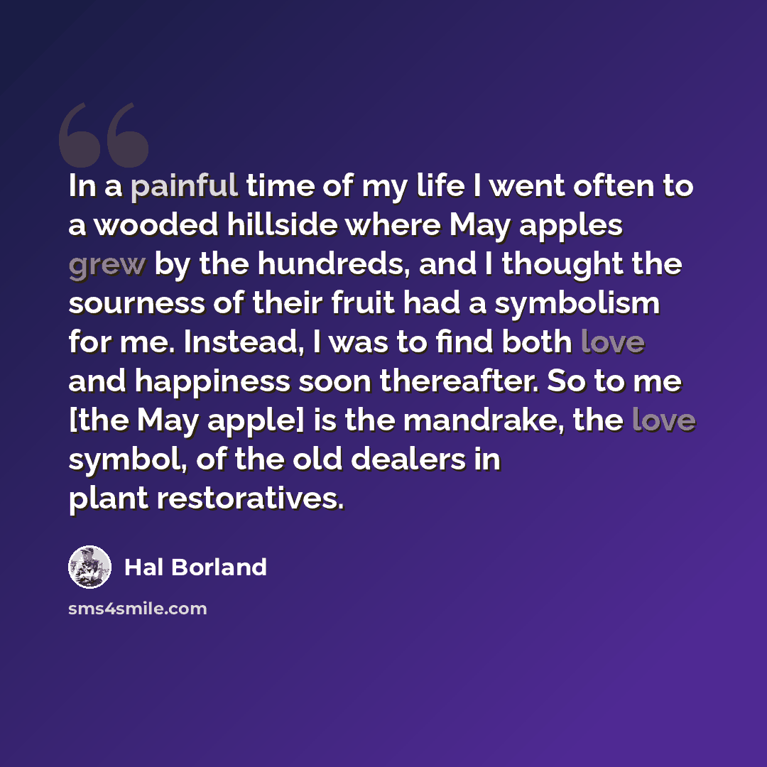 “In a painful time of my life I went often to a wooded hillside where May apples grew by the hundreds, and I thought the sourness of their fruit had a symbolism for me. Instead, I was to find both love and happiness soon thereafter. So to me [the May apple] is the mandrake, the love symbol, of the…” quote by Hal Borland