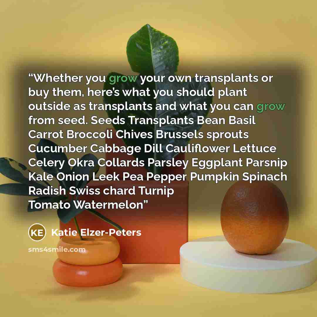 “Whether you grow your own transplants or buy them, here’s what you should plant outside as transplants and what you can grow from seed. Seeds Transplants Bean Basil Carrot Broccoli Chives Brussels sprouts Cucumber Cabbage Dill Cauliflower Lettuce Celery Okra Collards Parsley Eggplant Parsnip Kale…” quote by Katie Elzer-Peters