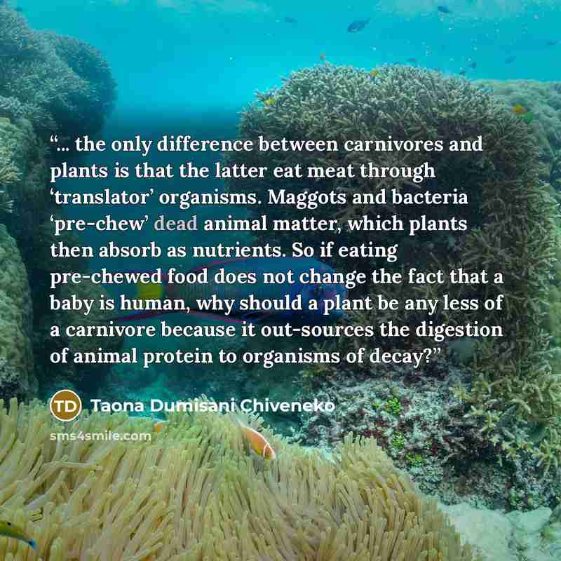 “... the only difference between carnivores and plants is that the latter eat meat through ‘translator’ organisms. Maggots and bacteria ‘pre-chew’ dead animal matter, which plants then absorb as nutrients. So if eating pre-chewed food does not change the fact that a baby is human, why should a…” quote by Taona Dumisani Chiveneko