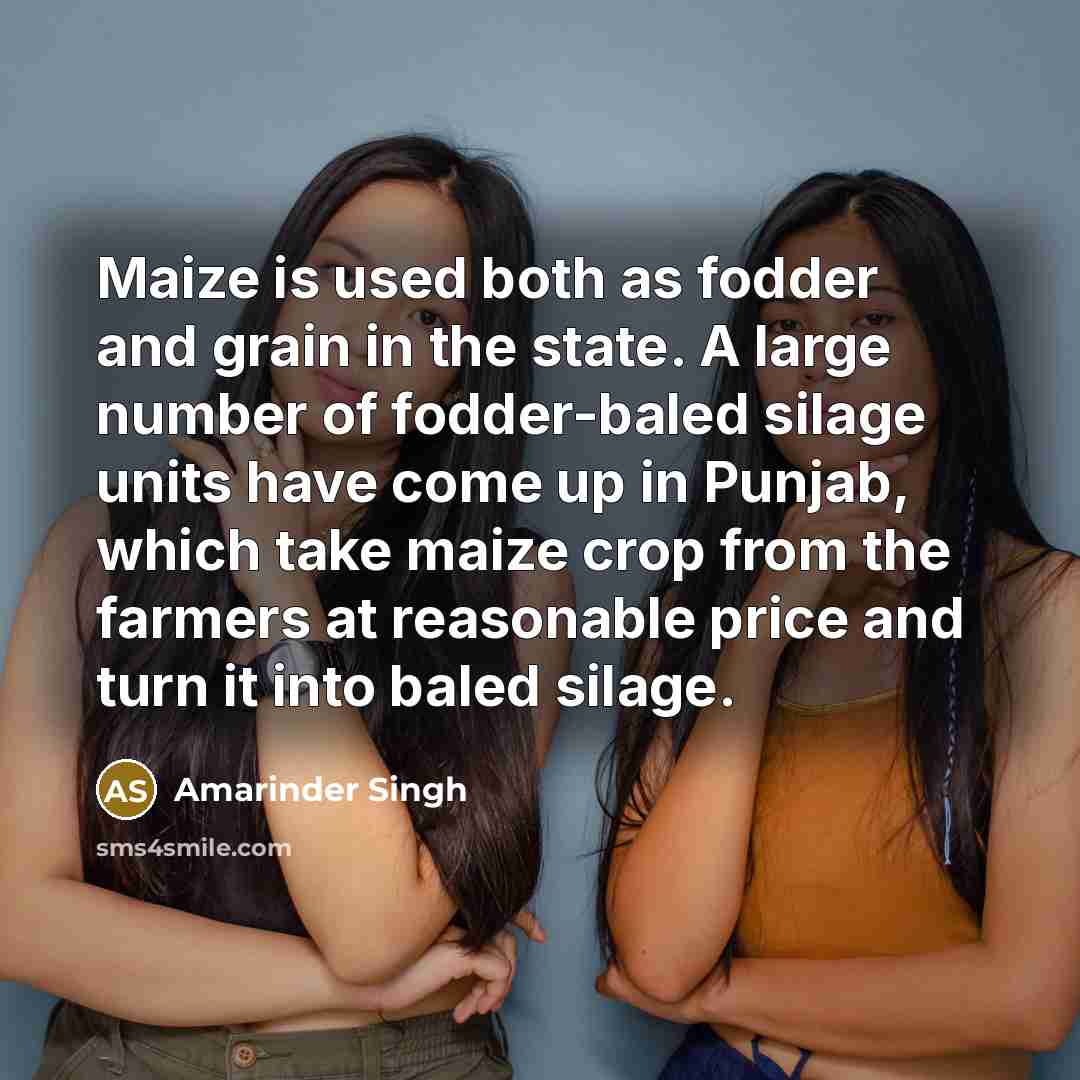 “Maize is used both as fodder and grain in the state. A large number of fodder-baled silage units have come up in Punjab, which take maize crop from the farmers at reasonable price and turn it into baled silage.” quote by Amarinder Singh