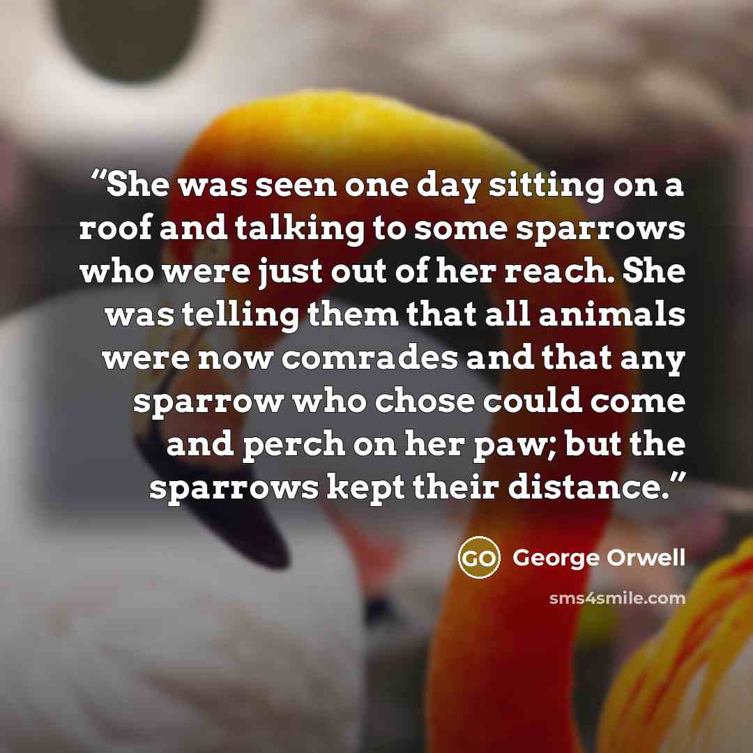 “She was seen one day sitting on a roof and talking to some sparrows who were just out of her reach. She was telling them that all animals were now comrades and that any sparrow who chose could come and perch on her paw; but the sparrows kept their distance.” quote by George Orwell