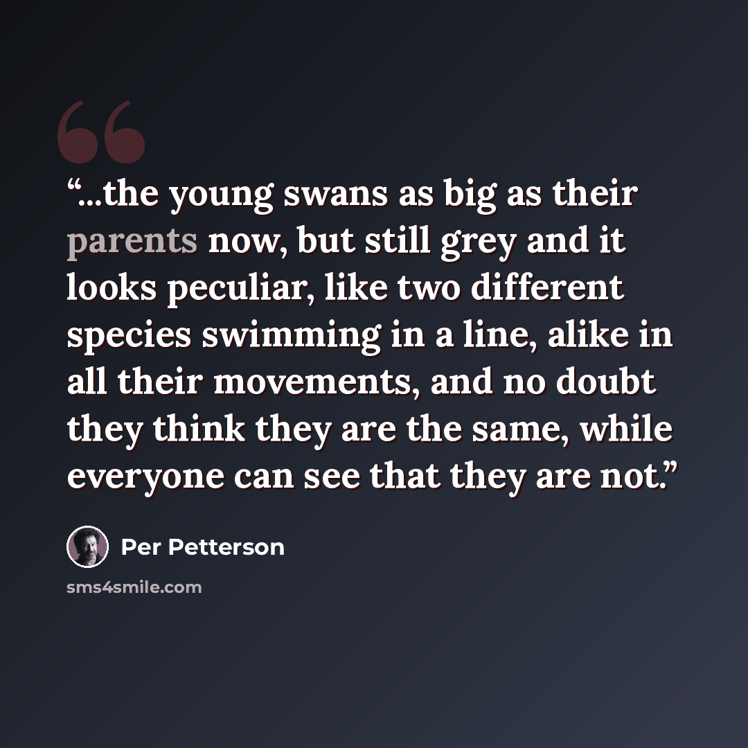 “...the young swans as big as their parents now, but still grey and it looks peculiar, like two different species swimming in a line, alike in all their movements, and no doubt they think they are the same, while everyone can see that they are not.” quote by Per Petterson