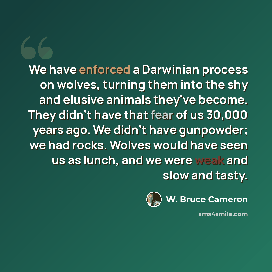 “We have enforced a Darwinian process on wolves, turning them into the shy and elusive animals they've become. They didn't have that fear of us 30,000 years ago. We didn't have gunpowder; we had rocks. Wolves would have seen us as lunch, and we were weak and slow and tasty.” quote by W. Bruce Cameron