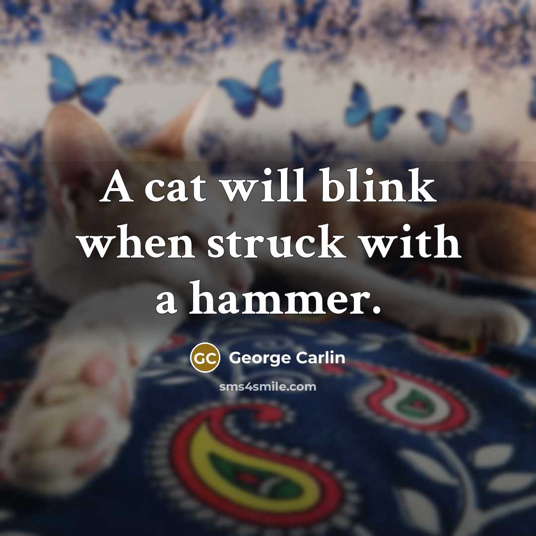 “A cat will blink when struck with a hammer.” quote by George Carlin