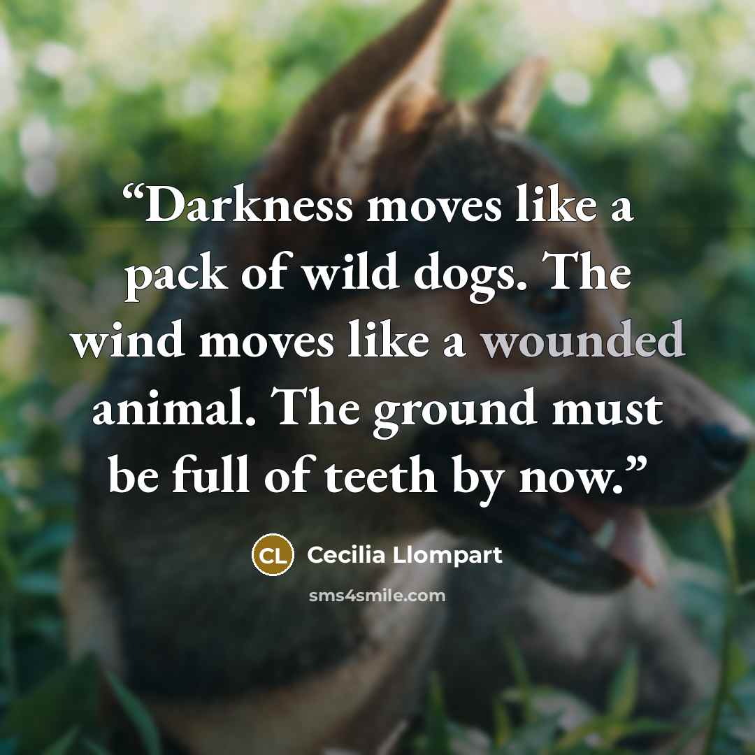 “Darkness moves like a pack of wild dogs. The wind moves like a wounded animal. The ground must be full of teeth by now.” quote by Cecilia Llompart