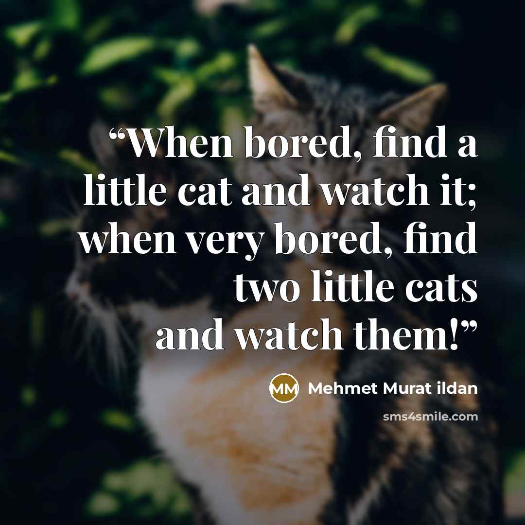“When bored, find a little cat and watch it; when very bored, find two little cats and watch them!” quote by Mehmet Murat ildan