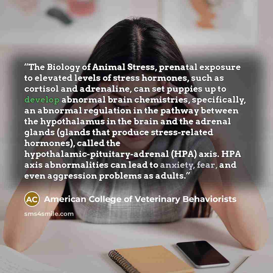 “The Biology of Animal Stress, prenatal exposure to elevated levels of stress hormones, such as cortisol and adrenaline, can set puppies up to develop abnormal brain chemistries, specifically, an abnormal regulation in the pathway between the hypothalamus in the brain and the adrenal glands (glands…” quote by American College of Veterinary Behaviorists