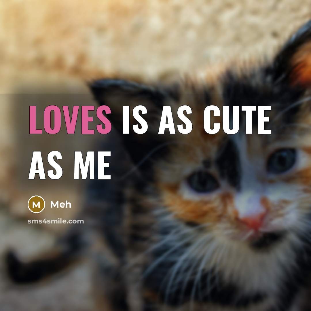 “Loves is as cute as me” quote by Meh