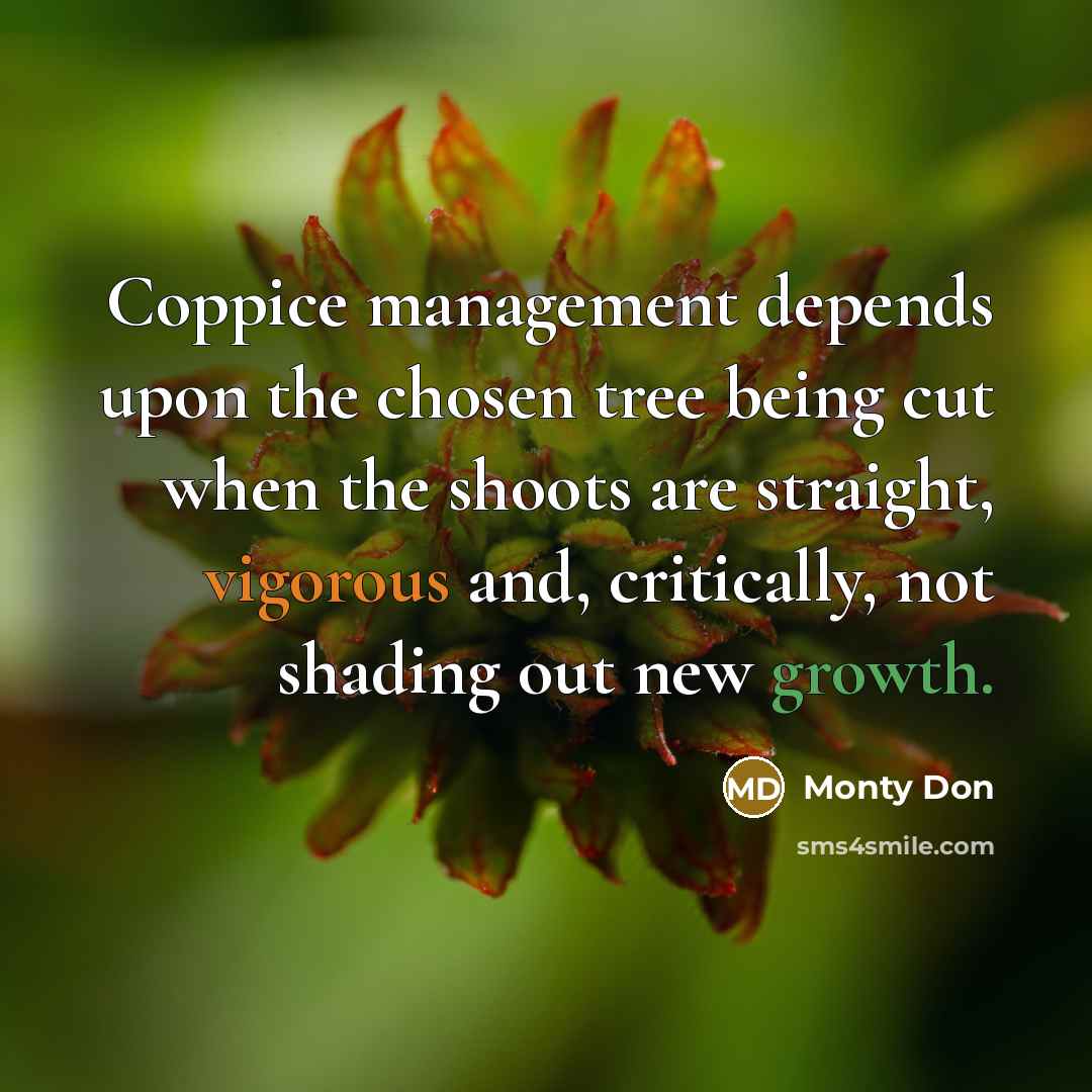 “Coppice management depends upon the chosen tree being cut when the shoots are straight, vigorous and, critically, not shading out new growth.” quote by Monty Don