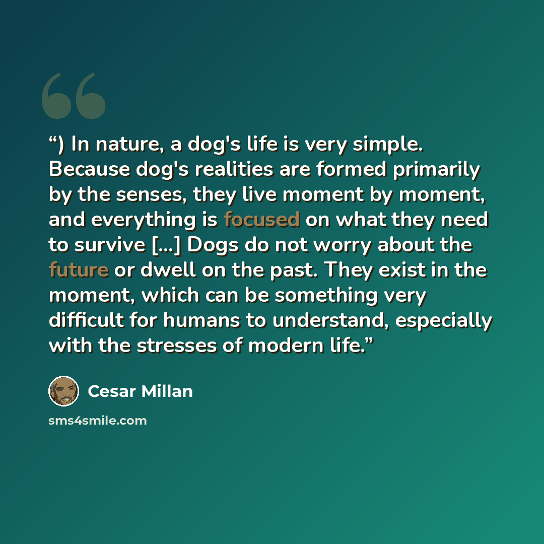 “) In nature, a dog's life is very simple. Because dog's realities are formed primarily by the senses, they live moment by moment, and everything is focused on what they need to survive [...] Dogs do not worry about the future or dwell on the past. They exist in the moment, which can be something…” quote by Cesar Millan