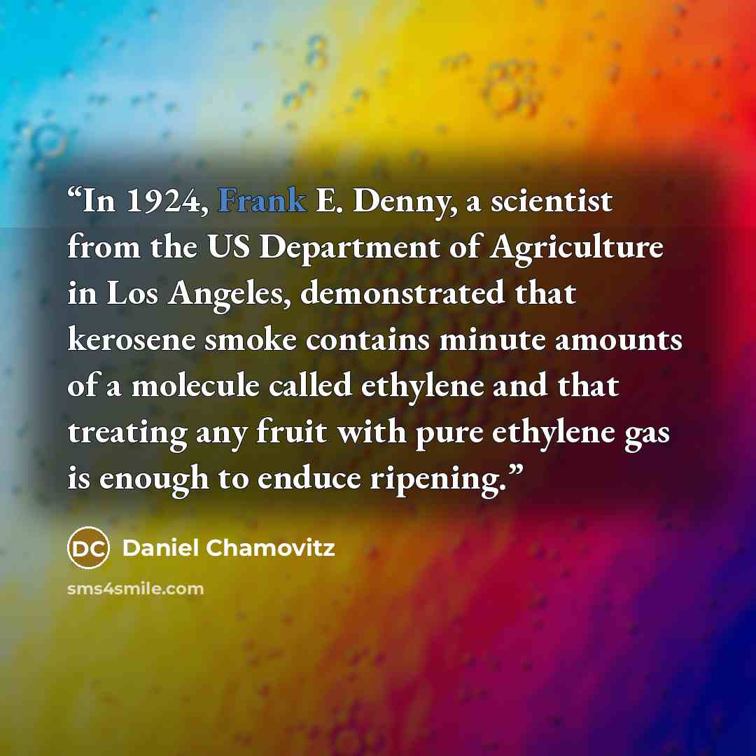 “In 1924, Frank E. Denny, a scientist from the US Department of Agriculture in Los Angeles, demonstrated that kerosene smoke contains minute amounts of a molecule called ethylene and that treating any fruit with pure ethylene gas is enough to enduce ripening.” quote by Daniel Chamovitz