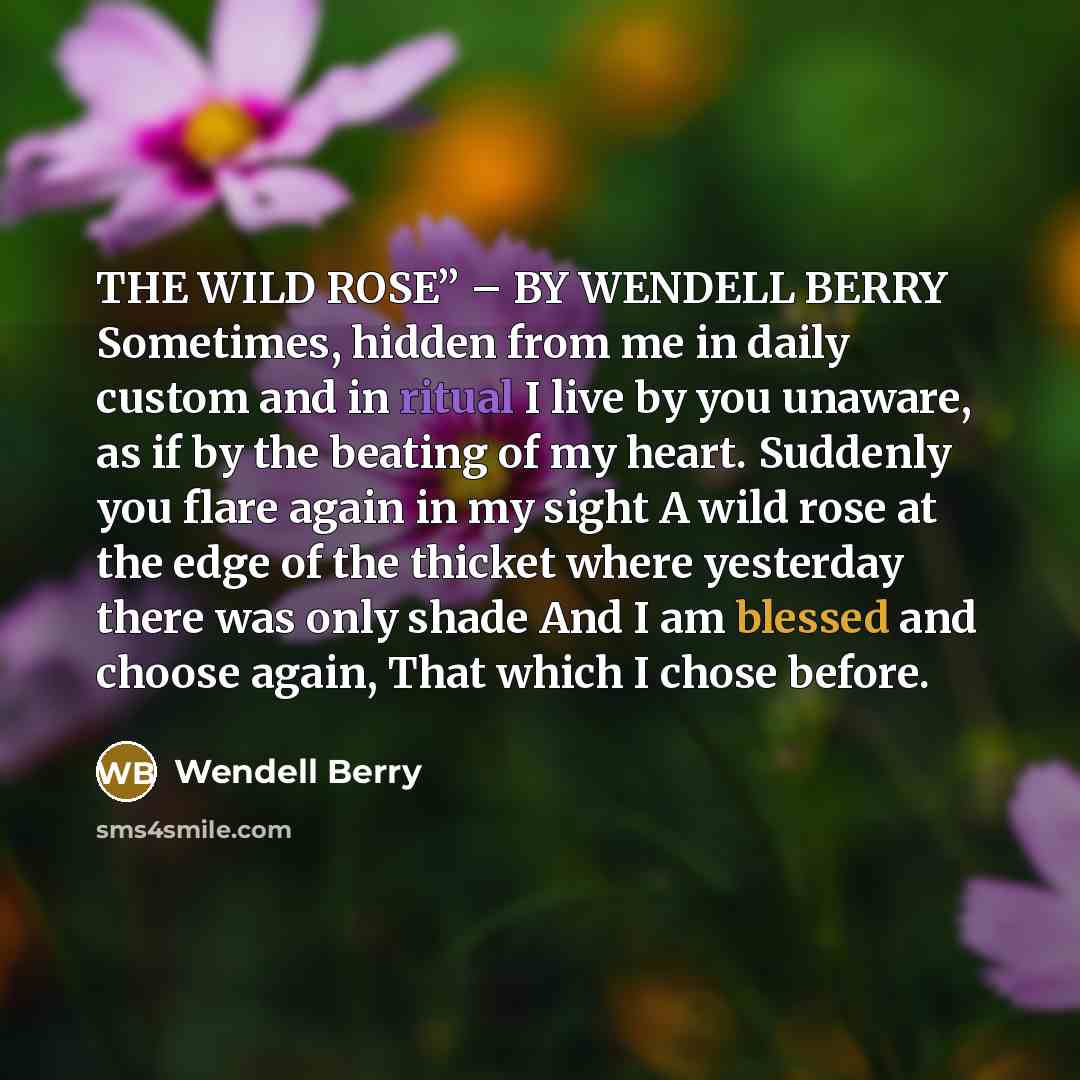 “THE WILD ROSE” – BY WENDELL BERRY Sometimes, hidden from me in daily custom and in ritual I live by you unaware, as if by the beating of my heart. Suddenly you flare again in my sight A wild rose at the edge of the thicket where yesterday there was only shade And I am blessed and choose again…” quote by Wendell Berry