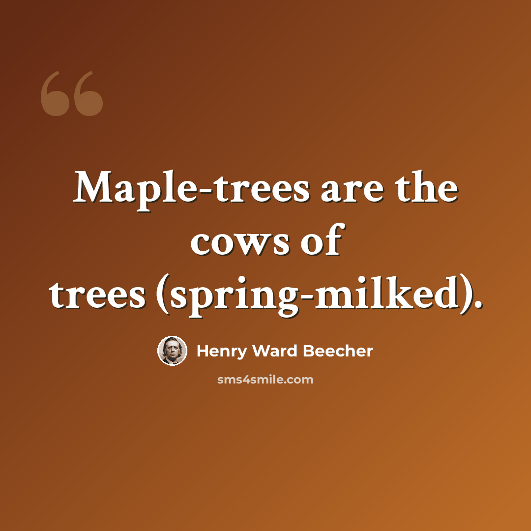 “Maple-trees are the cows of trees (spring-milked).” quote by Henry Ward Beecher
