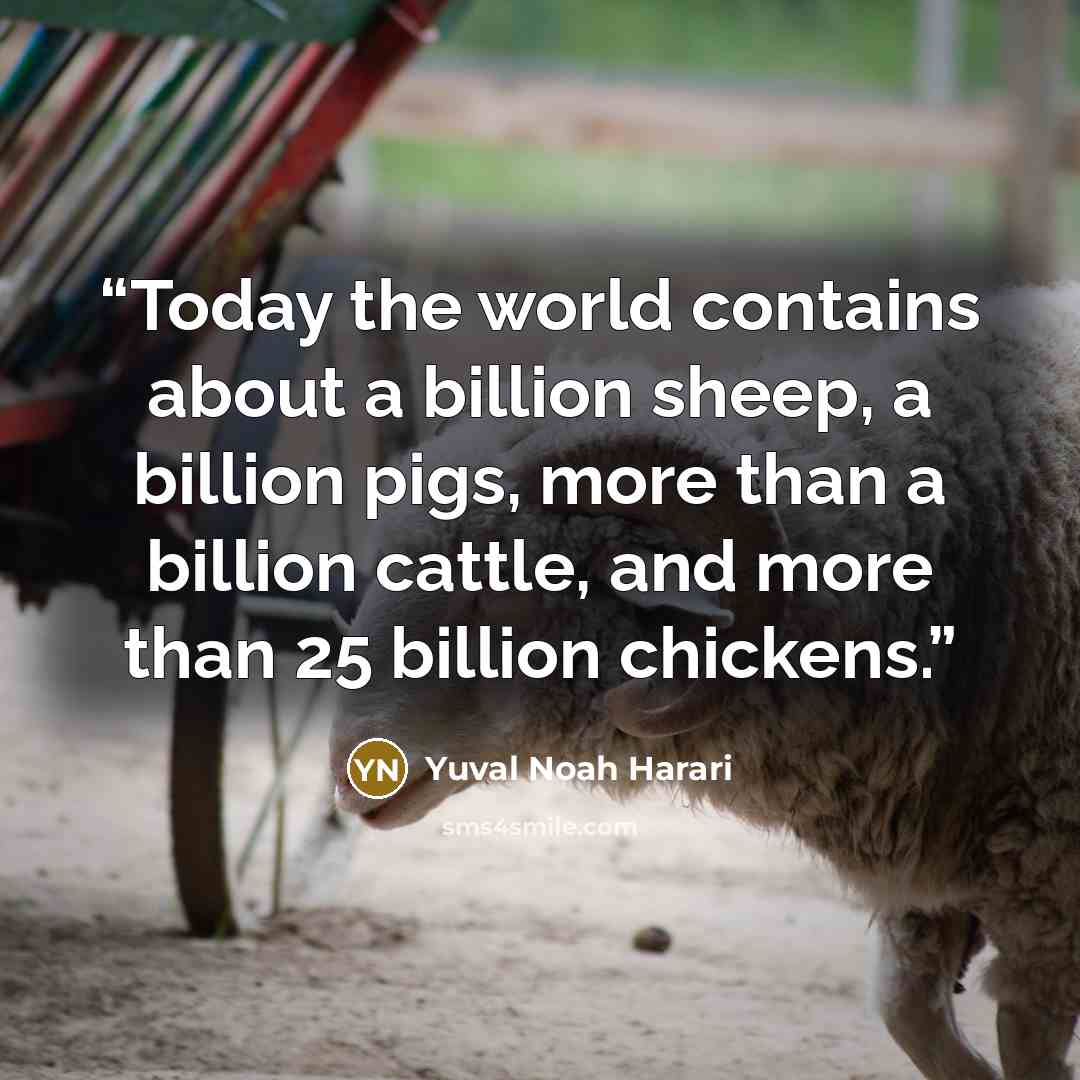 “Today the world contains about a billion sheep, a billion pigs, more than a billion cattle, and more than 25 billion chickens.” quote by Yuval Noah Harari