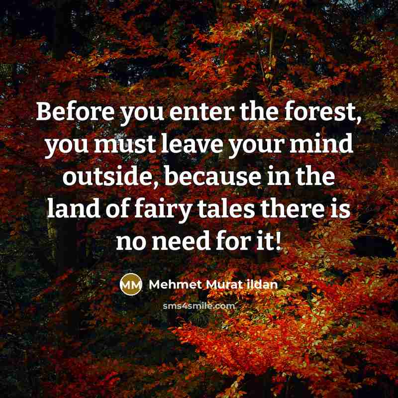 “Before you enter the forest, you must leave your mind outside, because in the land of fairy tales there is no need for it!” quote by Mehmet Murat Ildan