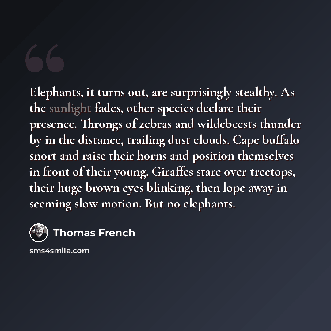 “Elephants, it turns out, are surprisingly stealthy. As the sunlight fades, other species declare their presence. Throngs of zebras and wildebeests thunder by in the distance, trailing dust clouds. Cape buffalo snort and raise their horns and position themselves in front of their young. Giraffes…” quote by Thomas French