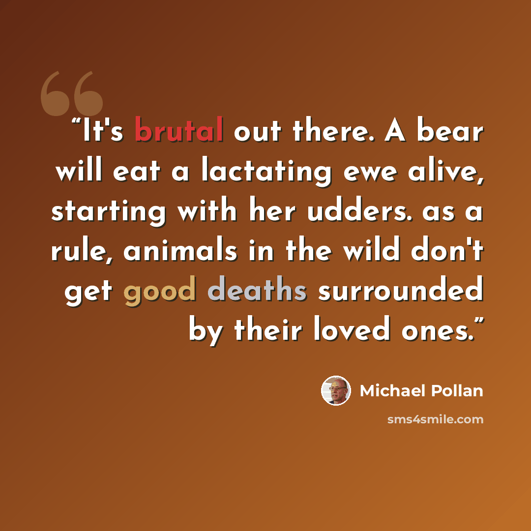 “It's brutal out there. A bear will eat a lactating ewe alive, starting with her udders. as a rule, animals in the wild don't get good deaths surrounded by their loved ones.” quote by Michael Pollan