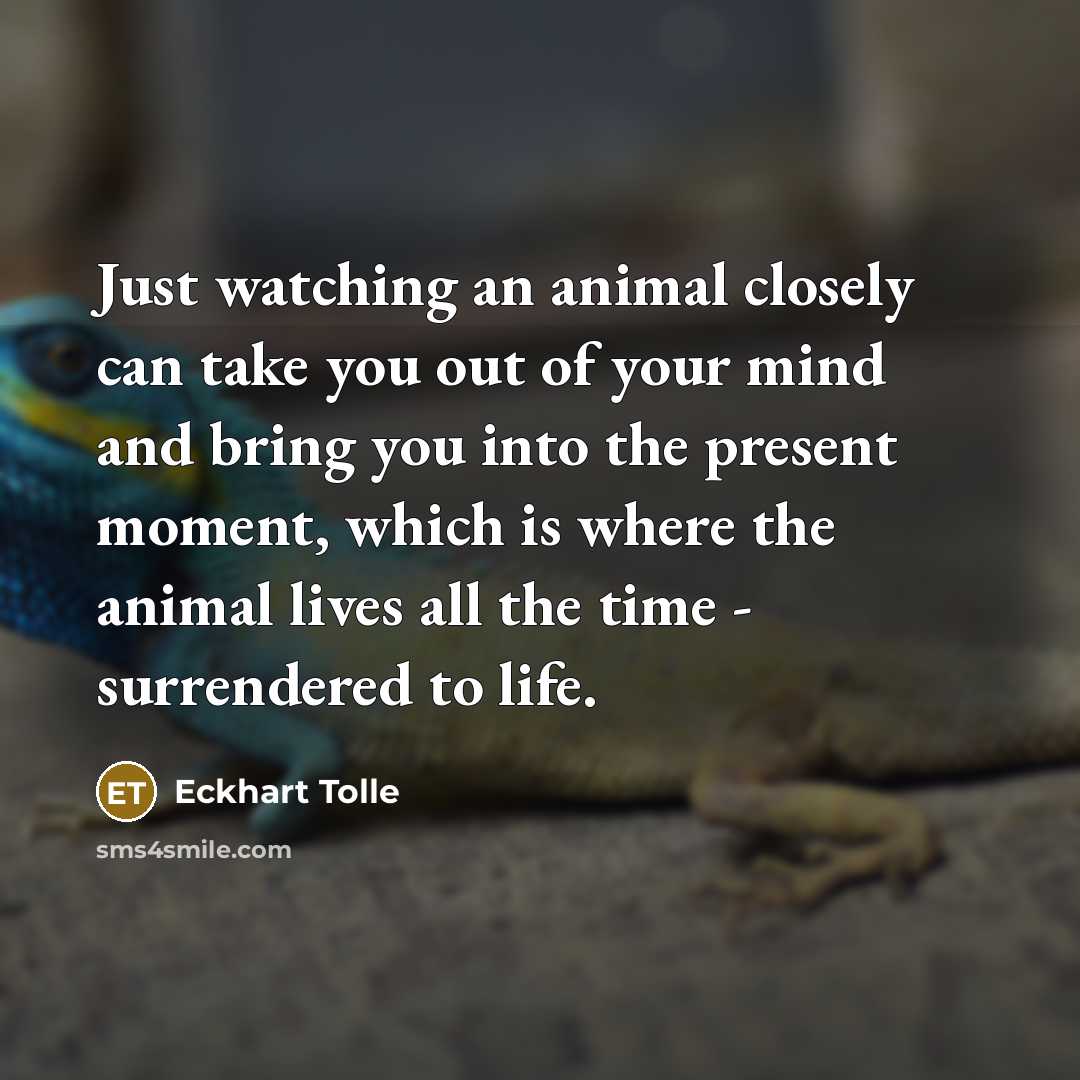 “Just watching an animal closely can take you out of your mind and bring you into the present moment, which is where the animal lives all the time - surrendered to life.” quote by Eckhart Tolle
