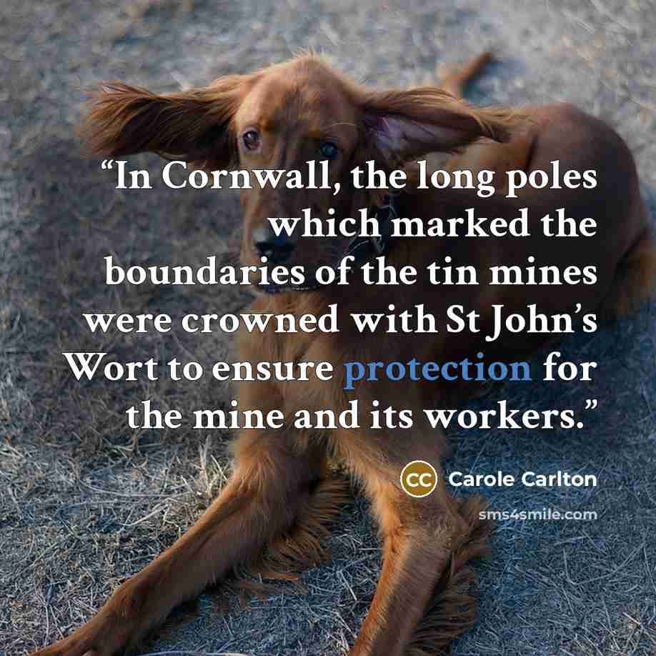 “In Cornwall, the long poles which marked the boundaries of the tin mines were crowned with St John’s Wort to ensure protection for the mine and its workers.” quote by Carole Carlton